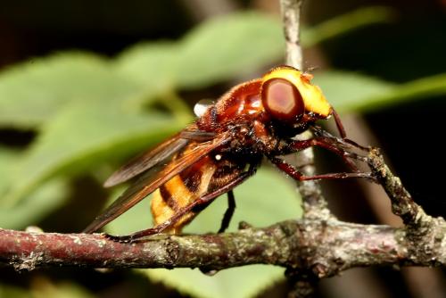 Réf. 202 327 : Volucella zonaria